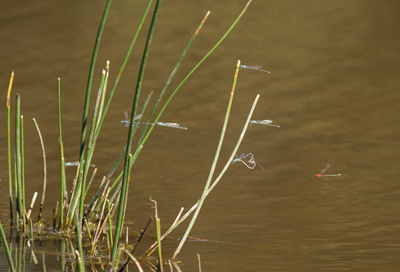 Austrolestes leda